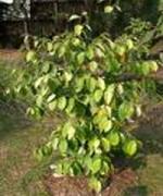 Croton tiglium L